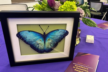 Image of a butterfly art print in a shadow box.